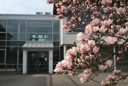 Beelner Rathauseingang von außen mit Magnolienbaum davor